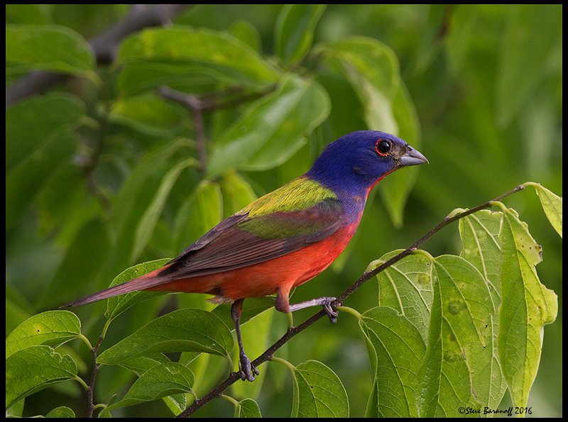 _6SB2420 painted bunting.jpg